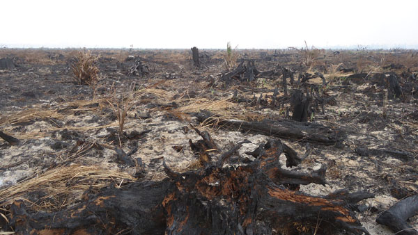 Ancaman Penghancuran Lahan Gambut di Riau: Alarm Bagi Lingkungan dan Masa Depan 
