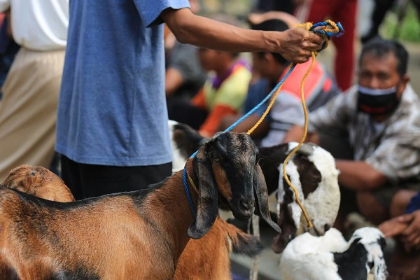 Lebaran Idul Adha: Lebih dari Sekadar Daging, Ini Makna Hakiki Berkurban