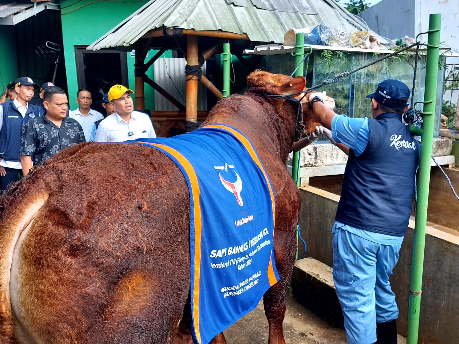 Sapi Kurban Presiden Prabowo di Tangsel: Raksasa Se-Banten yang Siap Disembelih